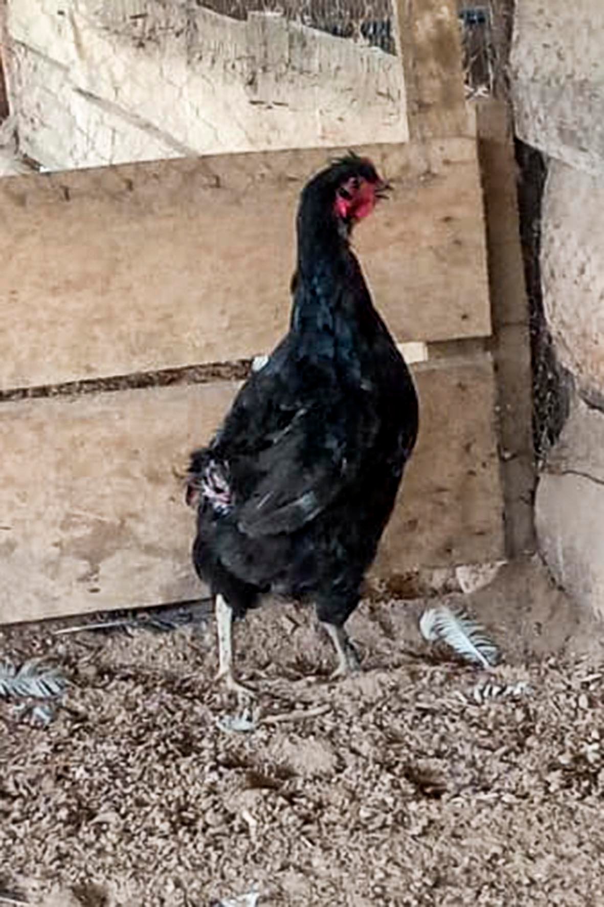 WhatsApp Image 2025-04-03 at 7.35.45 PM (2) copia.jpg